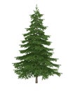 Fir tree isolated on white background Royalty Free Stock Photo