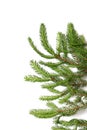 Fir tree isolated white background Royalty Free Stock Photo