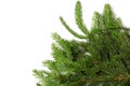 Fir tree isolated white background Royalty Free Stock Photo