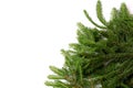 Fir tree isolated white background Royalty Free Stock Photo