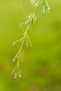 Fir Tree Leaf With Water Droplets Royalty Free Stock Photo