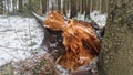 A fir tree lies on the snow-covered ground in a city park. It was broken near the root and knocked over by a strong wind during a Royalty Free Stock Photo