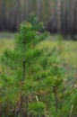 Fir-tree