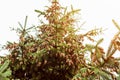 Fir tree with lots of pine cones at sunset, evergreen tree with pine cone seed pods in natural light