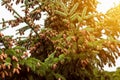 Fir tree with lots of pine cones at sunset, evergreen tree with pine cone seed pods in natural light