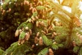 Fir tree with lots of pine cones at sunset, evergreen tree with pine cone seed pods in natural light