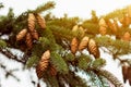 Fir tree with lots of pine cones at sunset, evergreen tree with pine cone seed pods in natural light