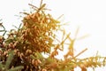 Fir tree with lots of pine cones at sunset, evergreen tree with pine cone seed pods in natural light