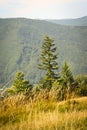 Fir-tree in mountains Royalty Free Stock Photo