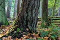 Fir tree near a wooden fence on the Chris Hadfield Trail, Salt Spring Island, BC, Canada Royalty Free Stock Photo