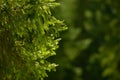 Fir tree needles on branch. Nature background of wild forest in sunny day. Spruce Royalty Free Stock Photo