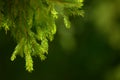 Fir tree needles on branch. Nature background of wild forest in sunny day. Spruce Royalty Free Stock Photo