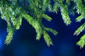 Fir tree needles on branch. Nature background of wild forest in sunny day. Spruce Royalty Free Stock Photo