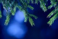 Fir tree needles on branch. Nature background of wild forest in sunny day. Spruce Royalty Free Stock Photo