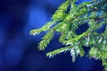 Fir tree needles on branch. Nature background of wild forest in sunny day. Spruce Royalty Free Stock Photo