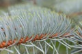 Fir tree needles close up