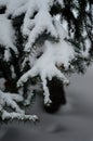 Fir tree needles with thick snow Royalty Free Stock Photo