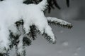 Fir tree needles with thick snow Royalty Free Stock Photo