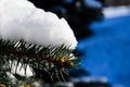 Fir tree needles with thick snow Royalty Free Stock Photo