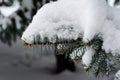 Fir tree needles with thick snow Royalty Free Stock Photo