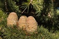 Fir tree pine cones with resin