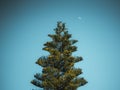 A fir tree Pinheiro and the sky