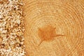 Fir tree rings with sawdust Royalty Free Stock Photo