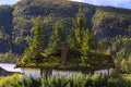 Fir tree on the roof Royalty Free Stock Photo