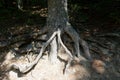 Fir tree roots in Abetone mountains in summer . Tuscany, Italy Royalty Free Stock Photo