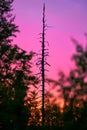 Fir tree snag in midnight sun light