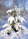 Fir-tree in snow