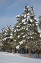 Fir-tree with a snow cap in winter