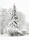 Fir tree in the snow