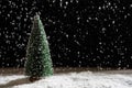 fir tree in snowing night