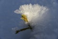 Fir-tree sprout among snow crystals Royalty Free Stock Photo