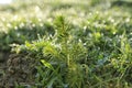 Fir tree sprout on wild meadow Royalty Free Stock Photo