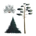 Fir tree, spruce. Tree shrub, brush, brush. Green pine tree. Watercolor isolated illustration on a white background