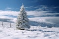Fir tree stands proudly in the peaceful winter snowscape
