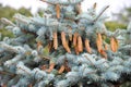 Fir tree with strobile Royalty Free Stock Photo