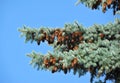 Fir tree with strobile Royalty Free Stock Photo