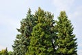 Fir tree with strobile Royalty Free Stock Photo
