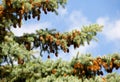 Fir tree with strobile Royalty Free Stock Photo