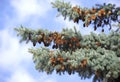 Fir tree with strobile Royalty Free Stock Photo