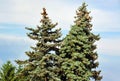 Fir tree with strobile Royalty Free Stock Photo