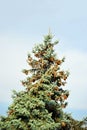 Fir tree with strobile Royalty Free Stock Photo