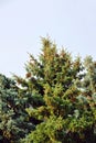Fir tree with strobile Royalty Free Stock Photo