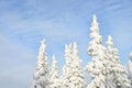 Fir tree tops covered by white snow with blue cloudy sky at background, winter beautiful landscape Royalty Free Stock Photo