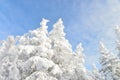 Fir tree tops covered by white snow with blue cloudy sky at background, winter beautiful landscape Royalty Free Stock Photo