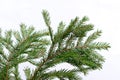 Fir-tree twig,