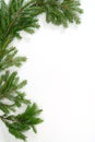 Fir-tree twig,